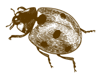 Balcoon coccinelle@4x inverse min