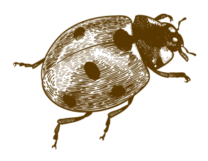 Balcoon coccinelle@4x min