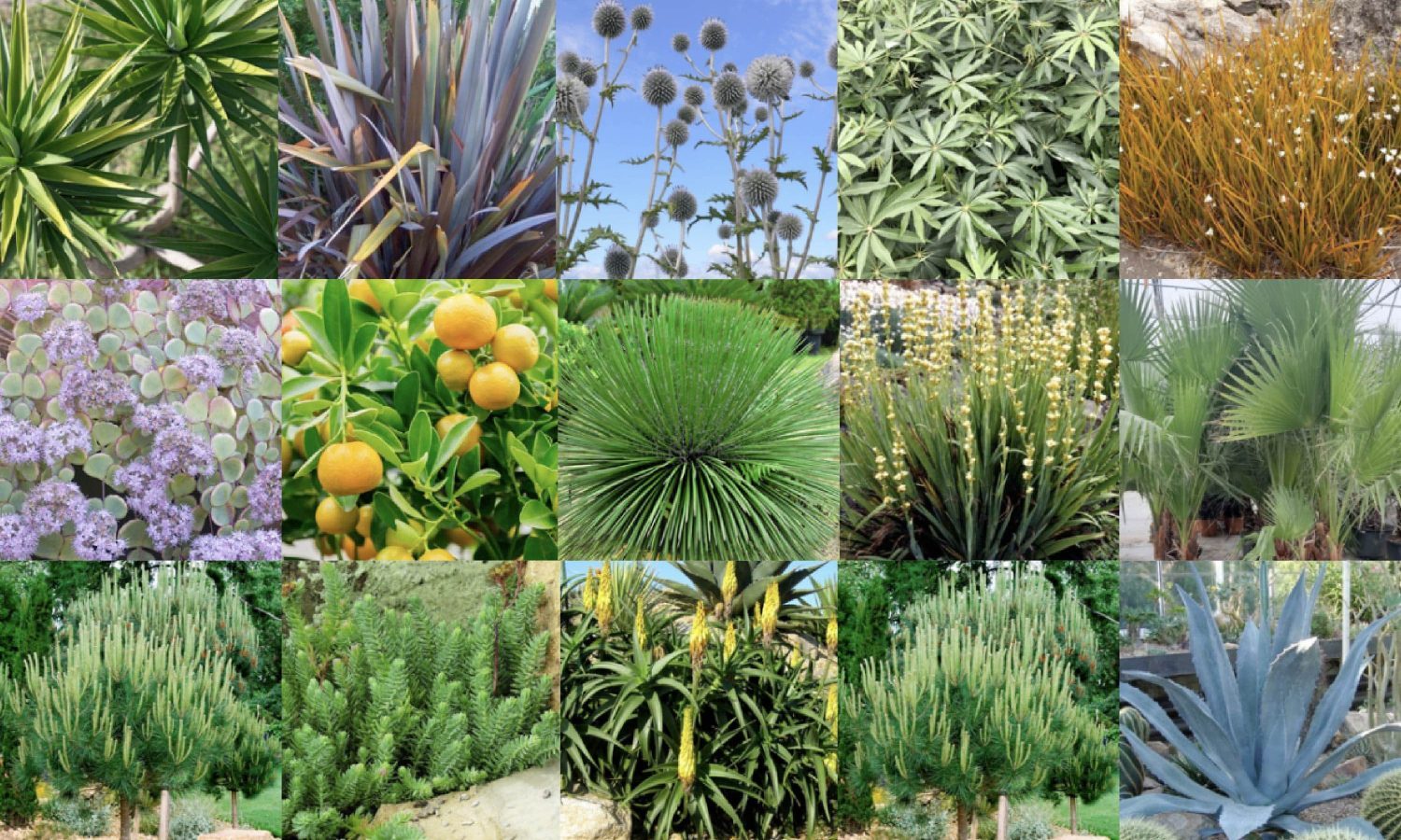 Balcoon palette californie min