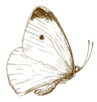 Balcoon papillon@4x inverse min