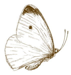 Balcoon papillon@4x inverse min